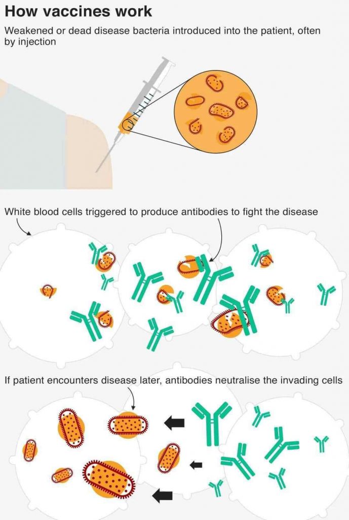 how caccines work,COVID-19 vaccine principle of immunity
