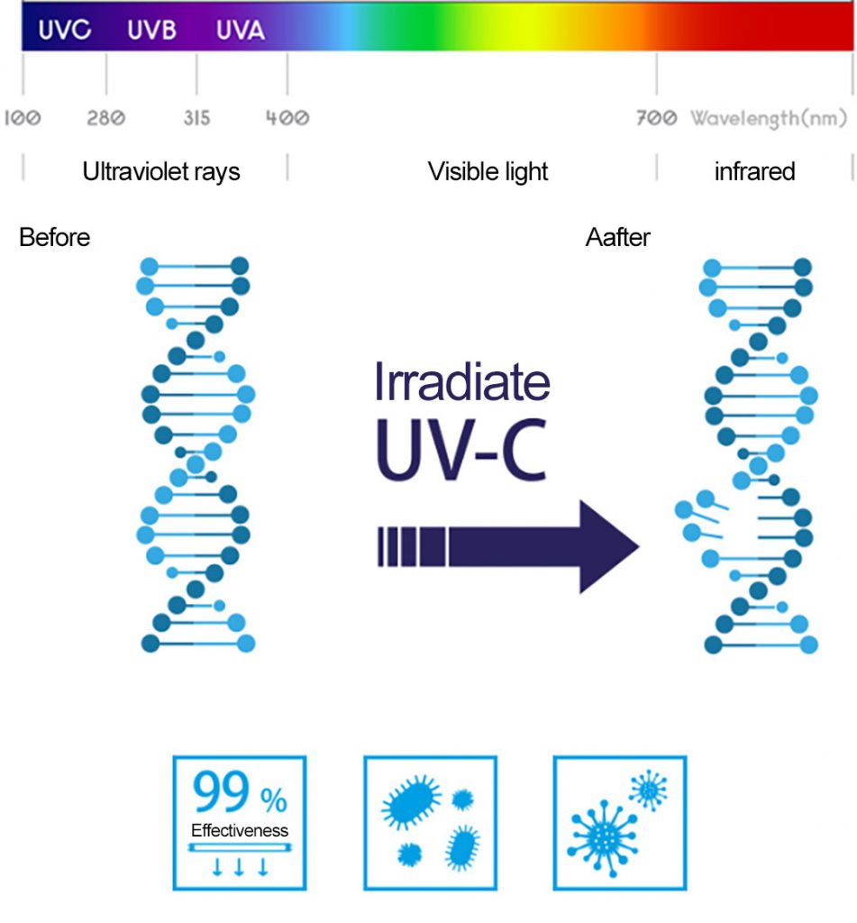 Principle of UV sterilization, DNA strand breaks after UV exposure