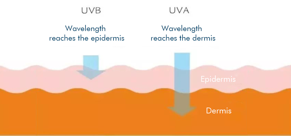 UVA and UVB wavelength characteristics,
The difference between UVA and UVB,
The radiation depth of UVA and UVB to the skin