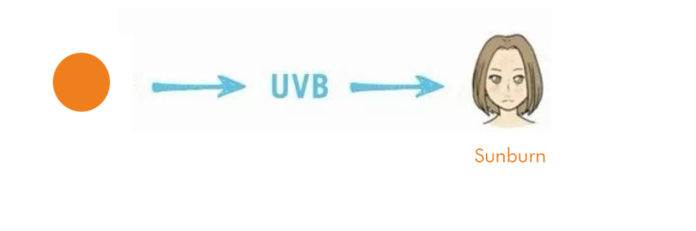Ultraviolet UVB wavelength
Will UVB sunburn the skin?
Characteristics of UVB
